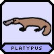 A platypus.